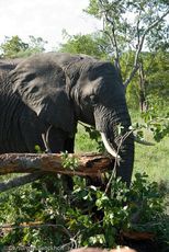 Afrikanischer Elefant (67 von 131).jpg